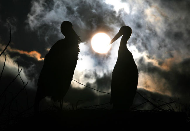 The Incredible Love Story Of Two Storks Malena And Klepetan