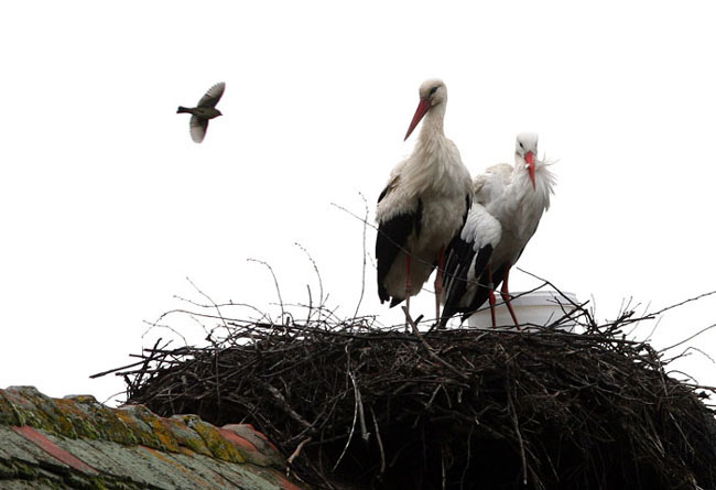 The Incredible Love Story Of Two Storks Malena And Klepetan