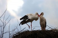 The Incredible Love Story Of Two Storks Malena And Klepetan