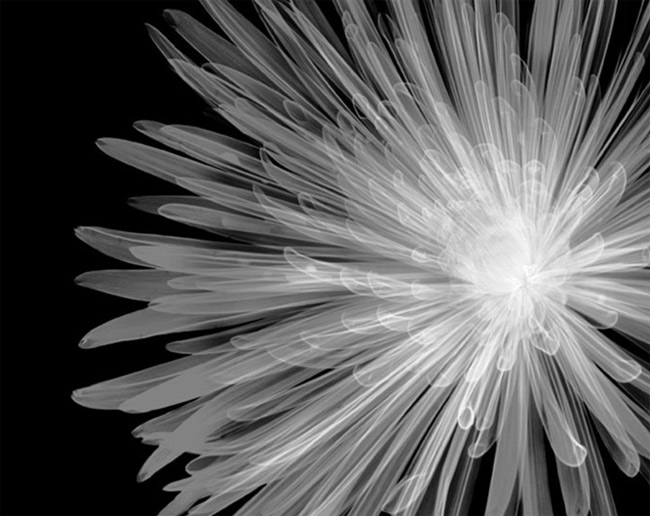 x ray flower photo X Ray Photography   Look Beyond The Surface