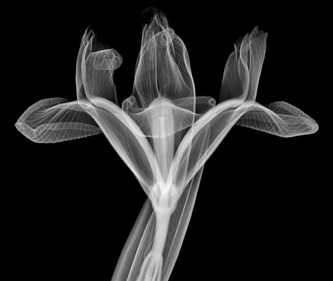 x ray flower X Ray Photography   Look Beyond The Surface