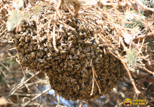 My new Neighbors - a Swarm of Bees