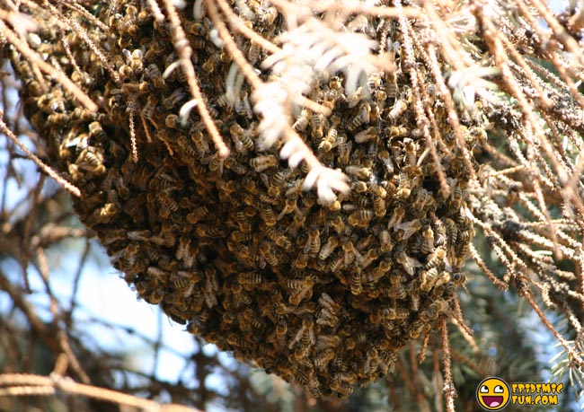 My new Neighbors - a Swarm of Bees