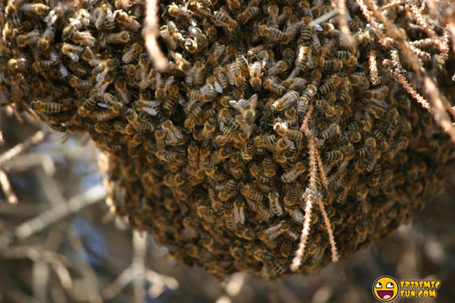 My new Neighbors - a Swarm of Bees