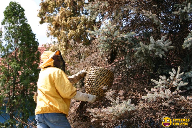 My new Neighbors - a Swarm of Bees