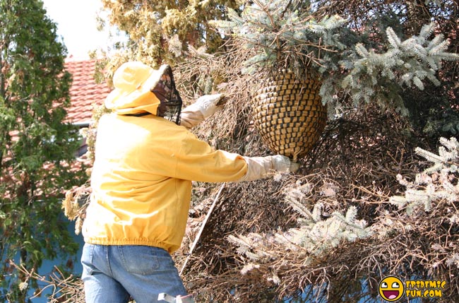 My new Neighbors - a Swarm of Bees