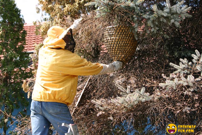 My new Neighbors - a Swarm of Bees