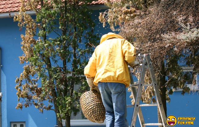 My new Neighbors - a Swarm of Bees