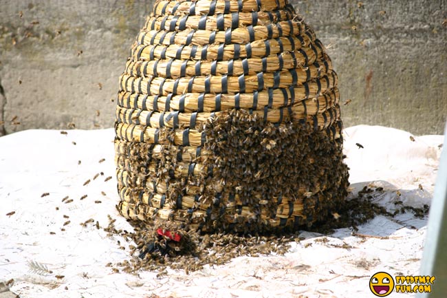 My new Neighbors - a Swarm of Bees