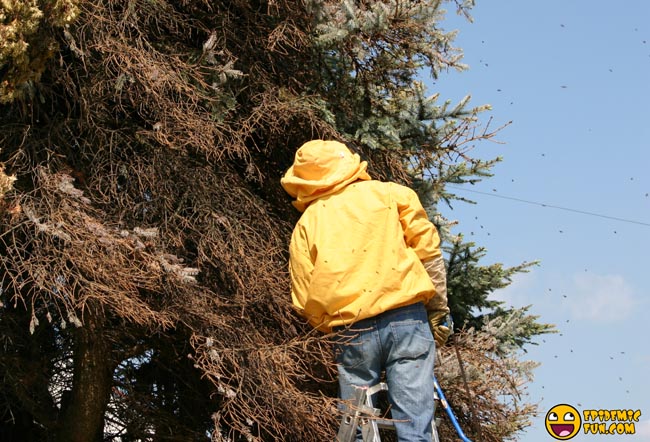 My new Neighbors - a Swarm of Bees