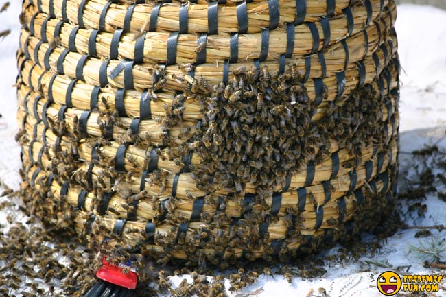 My new Neighbors - a Swarm of Bees