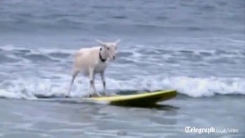 Surfing Goat in California - Video