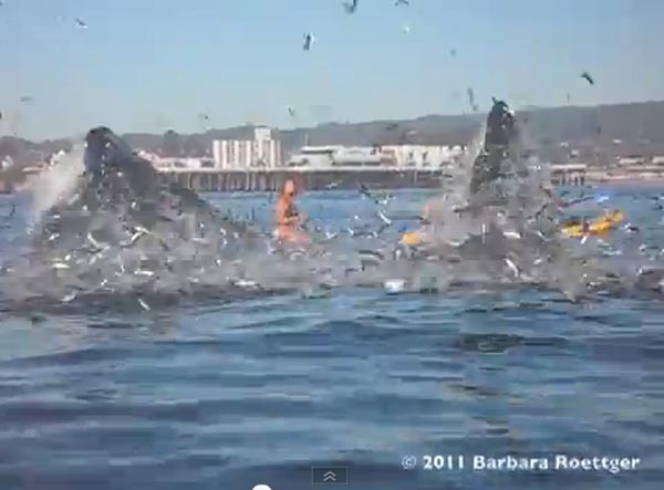 Surfer Almost Swallowed by Whale