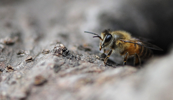 Wild Bees vs Wasps