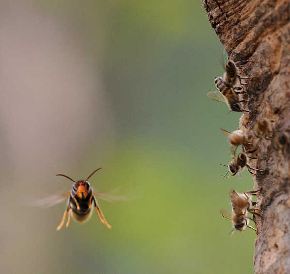 Wild Bees vs Wasps
