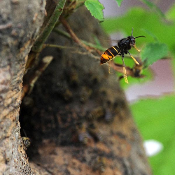 Wild Bees vs Wasps