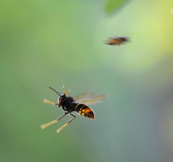 Wild Bees vs Wasps