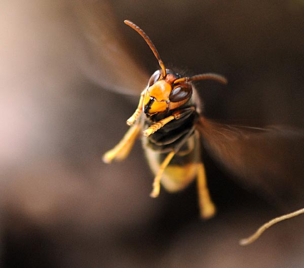 Wild Bees vs Wasps