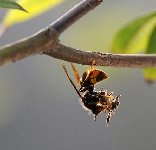 Wild Bees vs Wasps