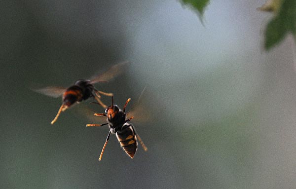 Wild Bees vs Wasps