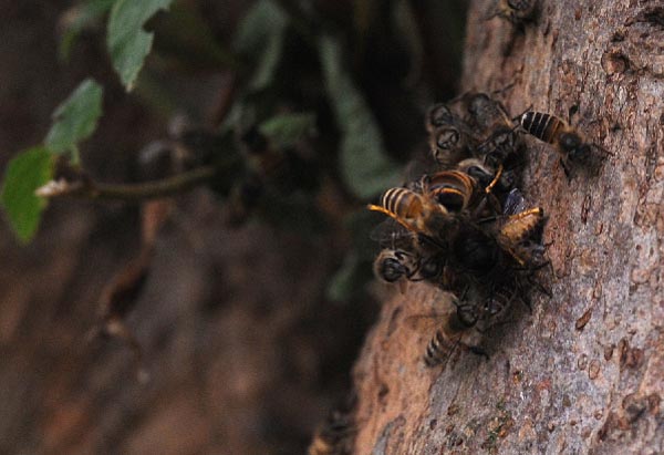 Wild Bees vs Wasps