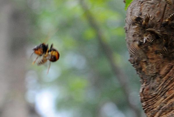 Wild Bees vs Wasps
