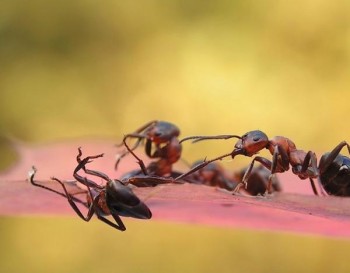 Stunning Macro Photos of Ants