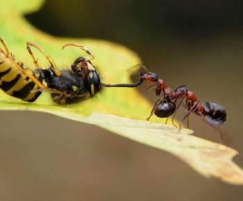 Stunning Macro Photos of Ants