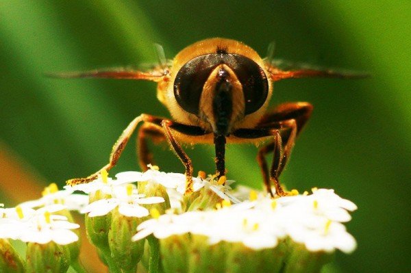 Insects Photos by Josip Cutunic