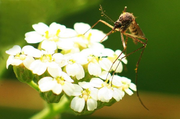 Insects Photos by Josip Cutunic