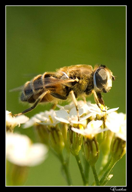 Insects Photos by Josip Cutunic