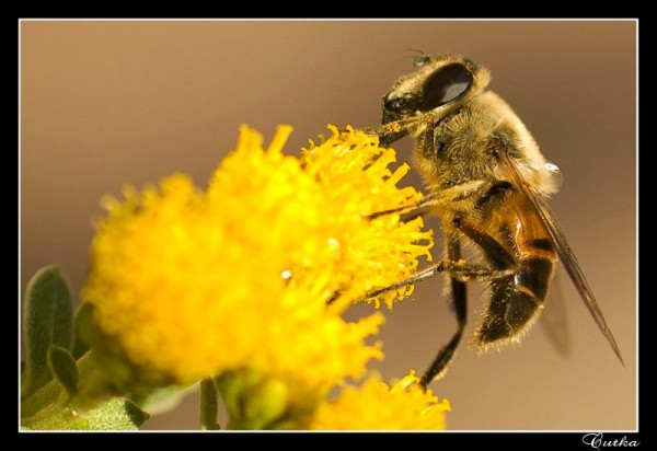 Insects Photos by Josip Cutunic