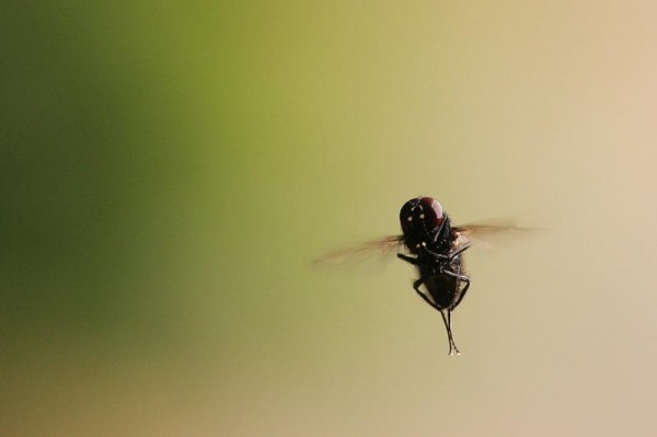 Insects Photos by Josip Cutunic