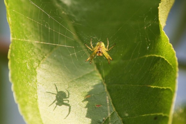 Insects Photos by Josip Cutunic