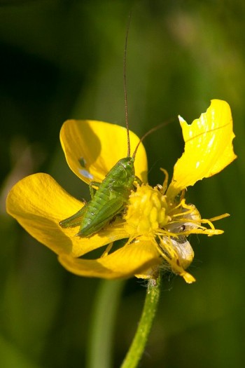 Insects Photos by Josip Cutunic