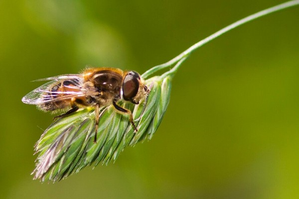 Insects Photos by Josip Cutunic