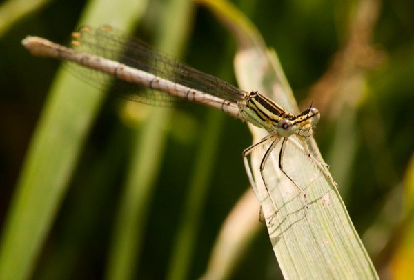 Insects Photos by Josip Cutunic