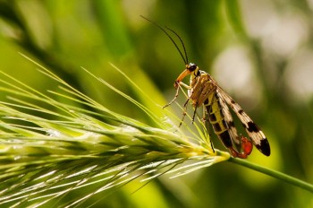 Insects Photos by Josip Cutunic