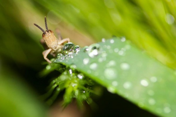 Insects Photos by Josip Cutunic