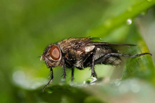 Insects Photos by Josip Cutunic