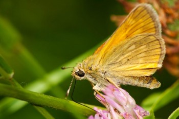 Insects Photos by Josip Cutunic