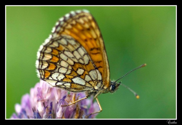 Insects Photos by Josip Cutunic