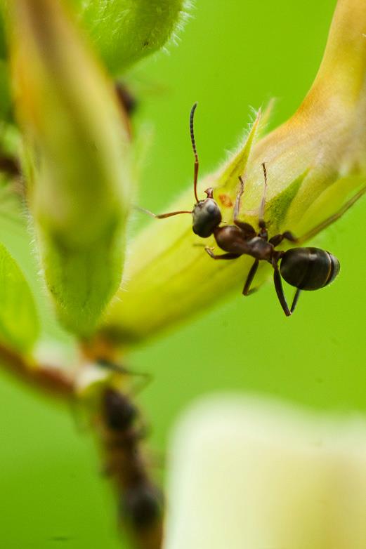 Insects Photos by Josip Cutunic