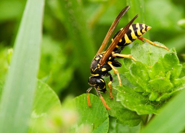 Insects Photos by Josip Cutunic