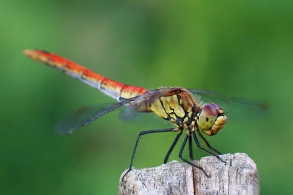 Insects Photos by Josip Cutunic