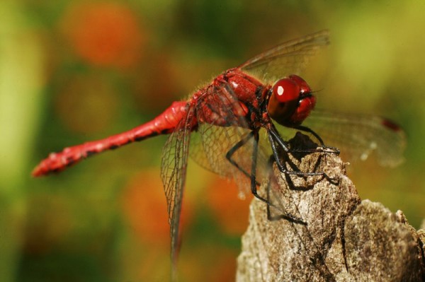 Insects Photos by Josip Cutunic