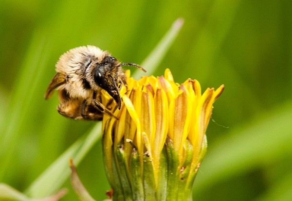 Insects Photos by Josip Cutunic