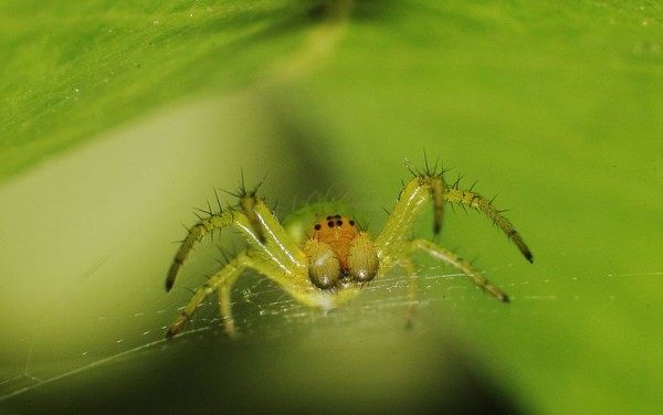 Insects Photos by Josip Cutunic