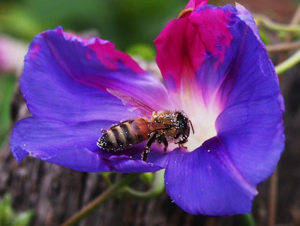 Insects Photos by Josip Cutunic