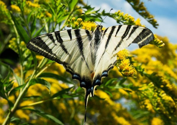 Insects Photos by Josip Cutunic